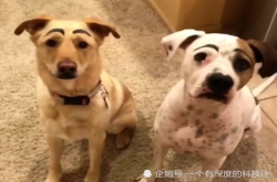 主人给狗狗画上了眉毛 场面太喜感控制不住 狗子：看镜头微笑