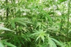 微软打擦边球涉足美国大麻种植行业