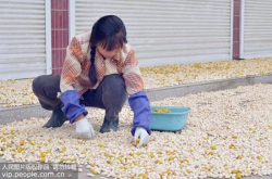 白果成餐桌养生新宠但食用不当也可致人中毒