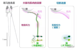 日本发现眼球运动基因 有望实现斜视的早期治疗