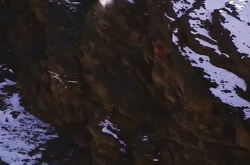 一雪豹为追捕岩羊咬着猎物一起坠落悬崖