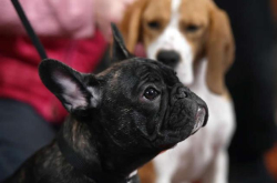 追求完美斗牛犬的过程培育者忽视了健康问题