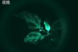 中国首株夜光植物培育成功 可在黑暗条件下持续自主发光