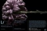 Adobe Lightroom CC新版发布：完美支持索尼新旗舰无反