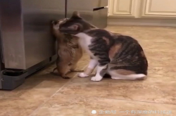 土拨鼠被猫壁咚强吻 居然还挺享受 喵：这老鼠味道不对啊