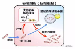 日本判明沙门氏菌存活术 有望开发新型抗菌药