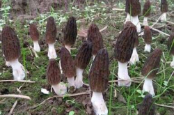 种植羊肚菌让他财源滚滚年赚千万