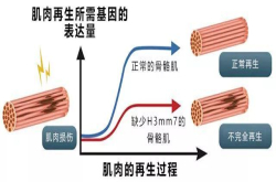 促进肌肉再生有开关