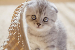 中国人喜欢撸的猫 耳朵是特点 天生佛系性格