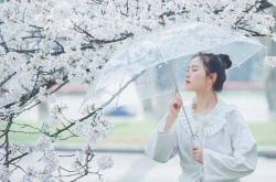 樱起樱落 人来人往。