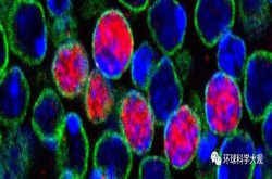 科学家发现新型干细胞 唤醒后逆转脑损伤 可应用于老年痴呆治疗