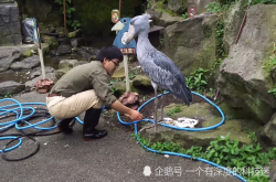 鲸头鹳踩到水管一动不动 急得饲养员团团转 这是呆头鹅啊