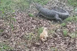 澳洲阿得雷德一只?犬经常追赶鳄鱼最终被拖进水里吃掉