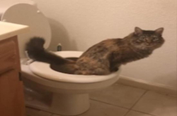 神奇 猫咪竟然能像人类一样上厕所 这可惊呆主人