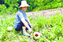 糟蹋农民3万斤西瓜的凶手 是这两种随处可见的动物