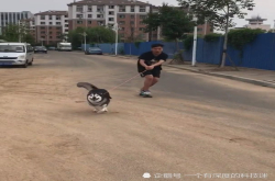 小伙遛狗带滑板 二哈太开心直接飞奔 二哈：我本来就是雪橇犬