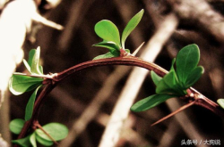 《科学》杂志：绿色植物能否感到疼痛？伤口实验立刻激活防御系统