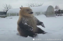 俄罗斯大棕熊打雪仗 气得跳起来也没办法 网友：一点面子都没有