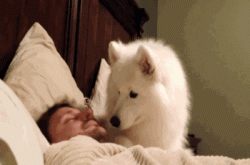 不给宠物驱蚊虫有多恐怖？翻滚吧 跳蚤君 本犬要做一只有尊严的汪