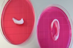 科学家证实3D打印的生物组织可移植至人体