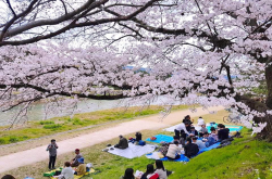 [面白日本]京都赏樱最佳位置在哪？人潮少、花灿烂的好地方大公开！