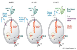 CAR-T赛道又一轮大额融资 AllogeneTherapeutics即用型疗法获1.2亿美元