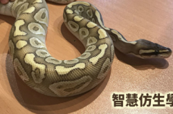 智慧仿生学