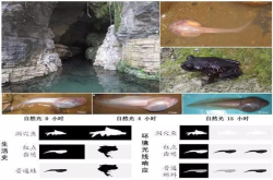 黑暗or光明 穴居两栖动物两种生活随意切换