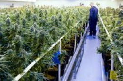 网上订购大麻，像订披萨一样简单