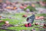 CanonEF-M55~200mmF4.5~6.3ISSTM一家团聚