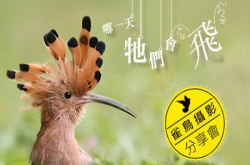 “打雀”趁热︰“哪一天它们会飞”雀鸟摄影分享会接受报名！