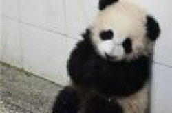 ssfd是什么意思什么梗 ssfd内涵出处原文用法介绍