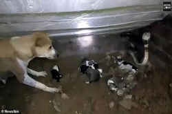 印度狗妈妈奋力对抗眼镜蛇保护7只宝宝
