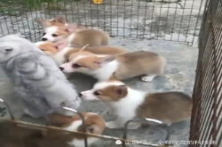 猫咪被一群柯基包围 超强弹跳帅气走开 柯基：短腿的忧伤你不懂