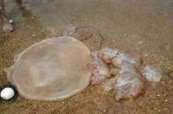 警惕 在海边看到这种塑料袋 一定要远离