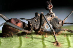 这种真菌极为可怕 能将生物变成僵尸 以此变成自己的傀儡