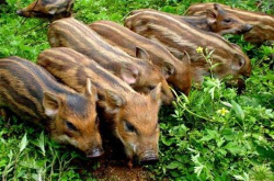 养殖野猪利润高 赵东旭野猪养殖场年入10万