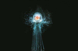 这种水母声称可长生不死 科学家揭开奥秘：只是个别运气好而已